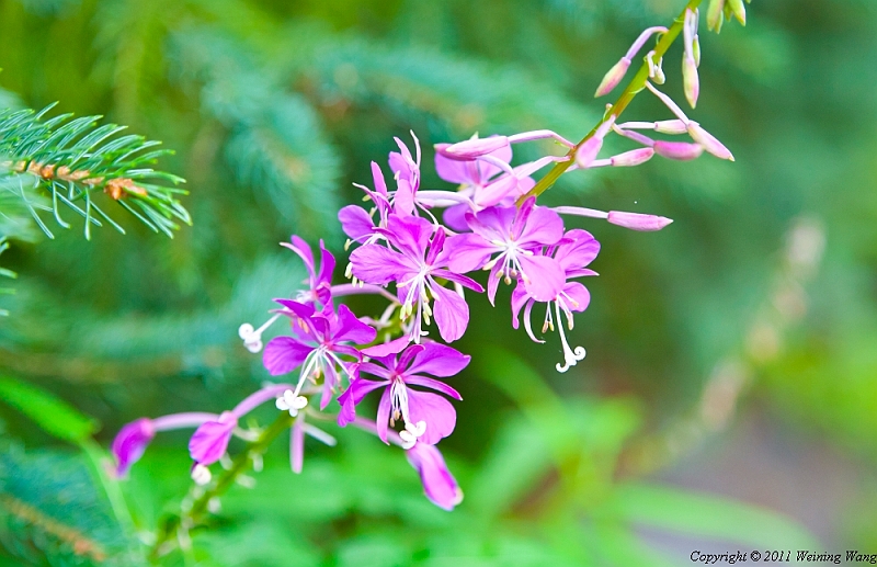 _MG_9231.jpg